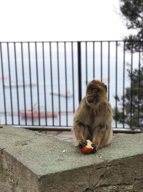 Affen auf dem Felsen von Gibraltar