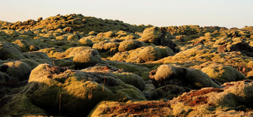 Moos überwächst das Lavafeld