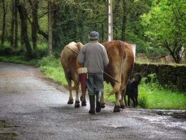 Tierische Begegnungen auf dem Jakobsweg