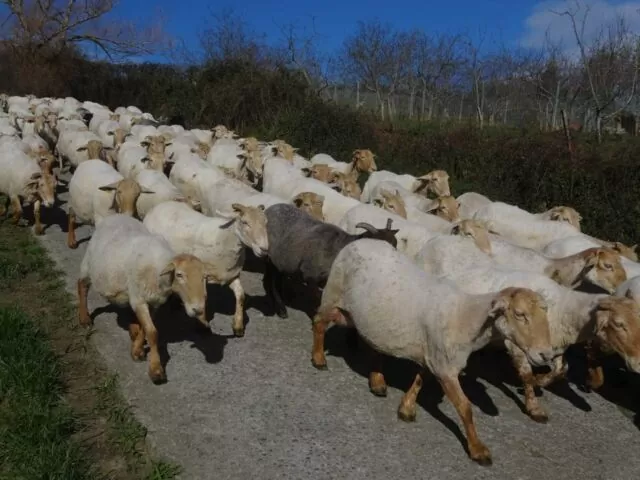 Tierische Begegnungen auf dem Jakobsweg