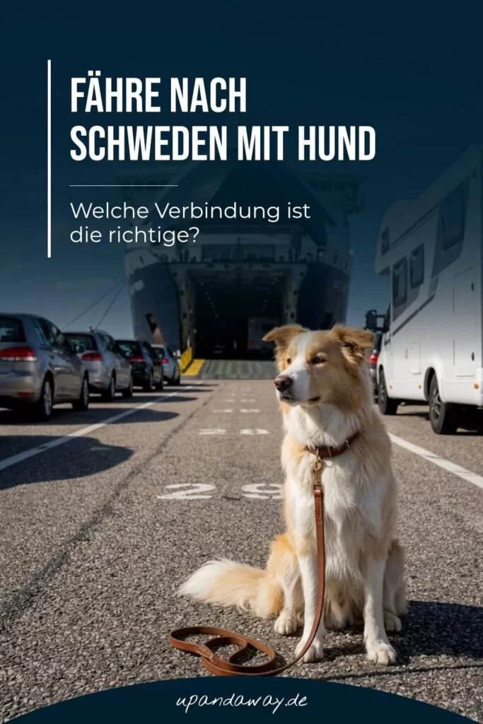 Hund sitzt im Hafen vor einer Fähre nach Schweden, im Hintergrund Autos und ein Camper in der Wartespur