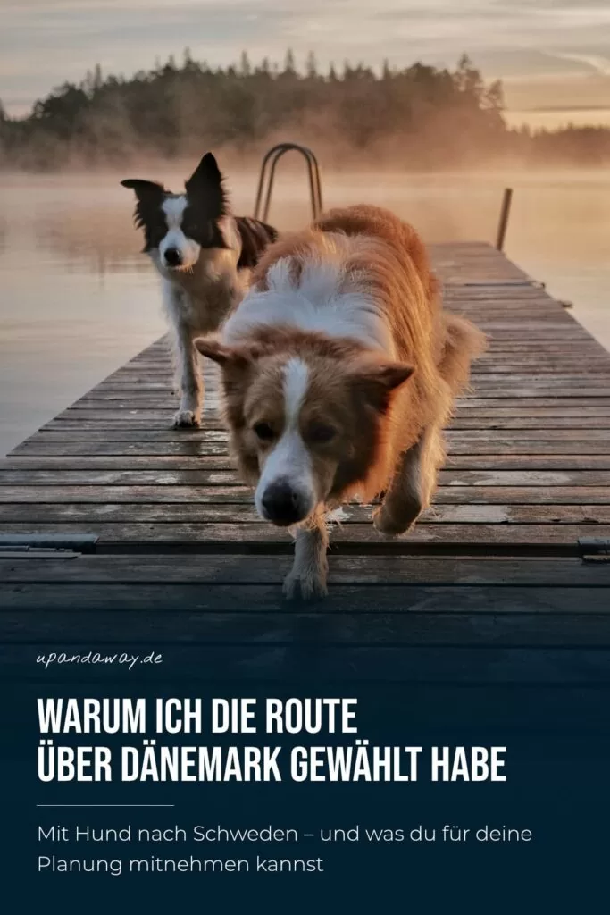 Zwei Hunde auf einem Holzsteg an einem schwedischen See im warmen Morgenlicht - angekommen nach der Fähre über Dänemark